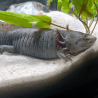 Spécimen femelle d'axolotl sauvage clair et tacheté nommé Luna dans aquarium de présentation à l'élevage L'Axoloterie.