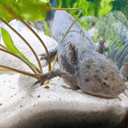 Spécimen femelle d'axolotl sauvage clair et tacheté nommé Luna dans aquarium de présentation à l'élevage L'Axoloterie.
