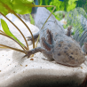 Spécimen femelle d'axolotl sauvage clair et tacheté nommé Luna dans aquarium de présentation à l'élevage L'Axoloterie.