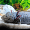 Spécimen femelle d'axolotl sauvage clair et tacheté nommé Luna dans aquarium de présentation à l'élevage L'Axoloterie.