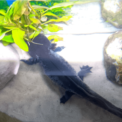 Spécimen mâle d'axolotl sauvage mélanique nommé Marlin dans son environnement à l'élevage L'Axoloterie. Vu de dessus
