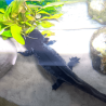 Spécimen mâle d'axolotl sauvage mélanique nommé Marlin dans son environnement à l'élevage L'Axoloterie. Vu de dessus