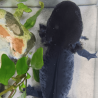 Spécimen mâle d'axolotl sauvage mélanique nommé Marlin dans son environnement à l'élevage L'Axoloterie. Vu de dessus
