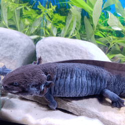 Spécimen mâle d'axolotl sauvage mélanique nommé Marlin dans son environnement à l'élevage L'Axoloterie.