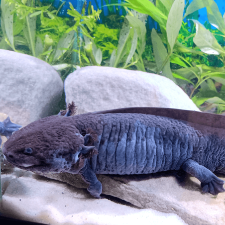 Spécimen mâle d'axolotl sauvage mélanique nommé Marlin dans son environnement à l'élevage L'Axoloterie.