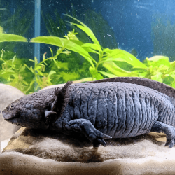Spécimen femelle d'axolotl sauvage nommé Misty dans aquarium de présentation à l'élevage L'Axoloterie.