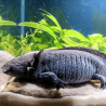 Spécimen femelle d'axolotl sauvage nommé Misty dans aquarium de présentation à l'élevage L'Axoloterie.