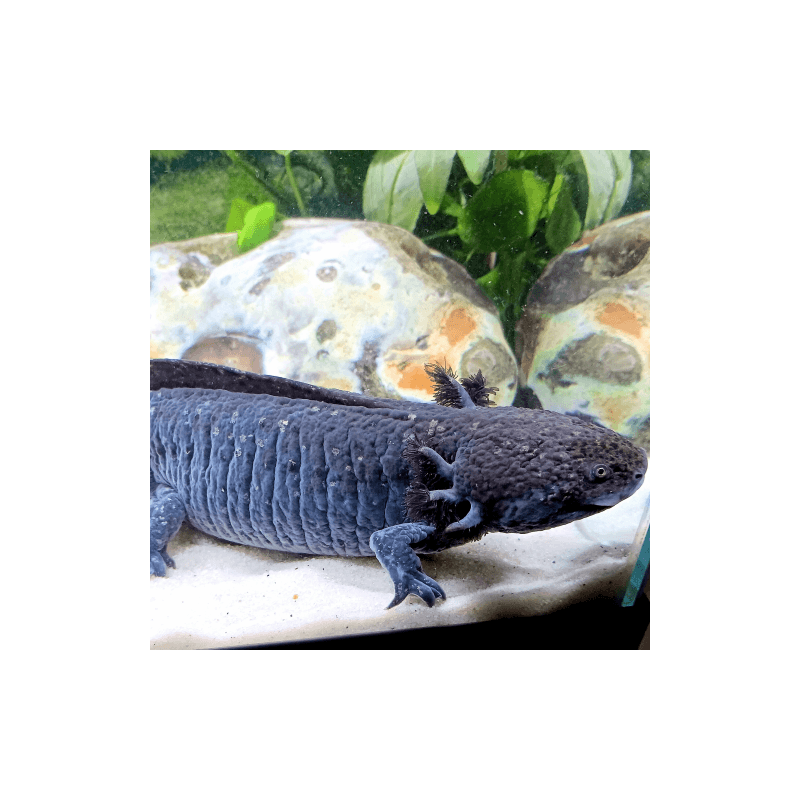 Spécimen femelle d'axolotl sauvage nommé Misty dans aquarium de présentation à l'élevage L'Axoloterie.