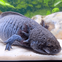 Spécimen femelle d'axolotl sauvage nommé Misty dans aquarium de présentation à l'élevage L'Axoloterie.
