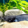Spécimen femelle d'axolotl sauvage nommé Misty dans aquarium de présentation à l'élevage L'Axoloterie.