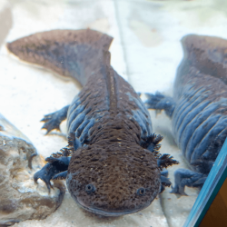 Spécimen femelle d'axolotl sauvage nommé Mizu dans aquarium de présentation à l'élevage L'Axoloterie.