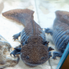 Spécimen femelle d'axolotl sauvage nommé Mizu dans aquarium de présentation à l'élevage L'Axoloterie.