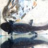 Spécimen femelle d'axolotl sauvage nommé Mizu dans aquarium de présentation à l'élevage L'Axoloterie. Vu de dessus