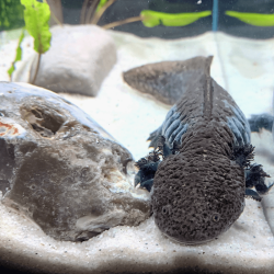 Spécimen femelle d'axolotl sauvage nommé Mizu dans aquarium de présentation à l'élevage L'Axoloterie.