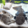 Spécimen femelle d'axolotl sauvage nommé Mizu dans aquarium de présentation à l'élevage L'Axoloterie.