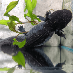 Spécimen femelle d'axolotl sauvage nommé Azura dans aquarium de présentation à l'élevage L'Axoloterie. Vu de dessus