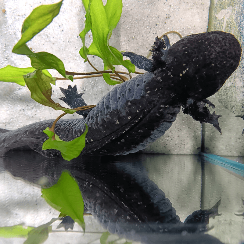 Spécimen femelle d'axolotl sauvage nommé Azura dans aquarium de présentation à l'élevage L'Axoloterie. Vu de dessus