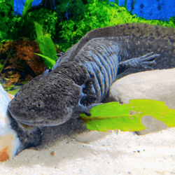 Spécimen femelle d'axolotl sauvage nommé Mizu dans aquarium de présentation à l'élevage L'Axoloterie.