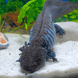 Spécimen femelle d'axolotl sauvage nommé Mizu dans aquarium de présentation à l'élevage L'Axoloterie.
