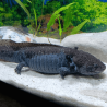 Spécimen femelle d'axolotl sauvage nommé Mizu dans aquarium de présentation à l'élevage L'Axoloterie.