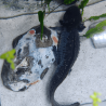 Spécimen femelle d'axolotl sauvage nommé Mizu dans aquarium de présentation à l'élevage L'Axoloterie. Vu de dessus