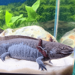 Spécimen femelle d'axolotl sauvage nommé Nixie dans aquarium de présentation à l'élevage L'Axoloterie.
