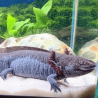 Spécimen femelle d'axolotl sauvage nommé Nixie dans aquarium de présentation à l'élevage L'Axoloterie.