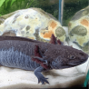 Spécimen femelle d'axolotl sauvage nommé Nixie dans aquarium de présentation à l'élevage L'Axoloterie.
