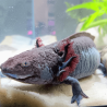 Spécimen femelle d'axolotl sauvage nommé Nixie dans aquarium de présentation à l'élevage L'Axoloterie.
