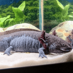 Spécimen femelle d'axolotl sauvage nommé Nixie dans aquarium de présentation à l'élevage L'Axoloterie.