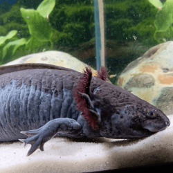 Spécimen femelle d'axolotl sauvage nommé Nixie dans aquarium de présentation à l'élevage L'Axoloterie.