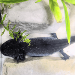 Spécimen femelle d'axolotl sauvage nommé Nixie dans aquarium de présentation à l'élevage L'Axoloterie. Vu de dessus
