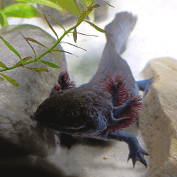 Spécimen femelle d'axolotl sauvage nommé Nixie dans aquarium de présentation à l'élevage L'Axoloterie.