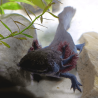 Spécimen femelle d'axolotl sauvage nommé Nixie dans aquarium de présentation à l'élevage L'Axoloterie.
