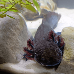 Spécimen femelle d'axolotl sauvage nommé Nixie dans aquarium de présentation à l'élevage L'Axoloterie.