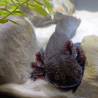 Spécimen femelle d'axolotl sauvage nommé Nixie dans aquarium de présentation à l'élevage L'Axoloterie.