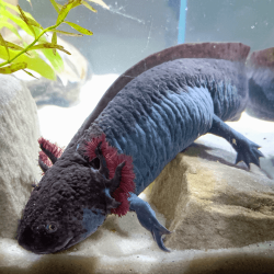 Spécimen femelle d'axolotl sauvage nommé Nixie dans aquarium de présentation à l'élevage L'Axoloterie.