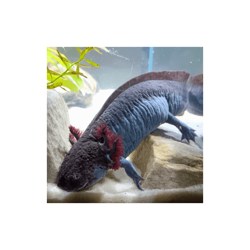 Spécimen femelle d'axolotl sauvage nommé Nixie dans aquarium de présentation à l'élevage L'Axoloterie.