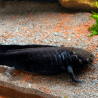 Spécimen femelle d'axolotl sauvage mélanique nommé Nova dans aquarium de présentation à l'élevage L'Axoloterie.