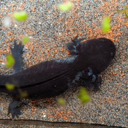 Spécimen femelle d'axolotl sauvage mélanique nommé Nova dans aquarium de présentation à l'élevage L'Axoloterie.