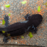 Spécimen femelle d'axolotl sauvage mélanique nommé Nova dans aquarium de présentation à l'élevage L'Axoloterie.