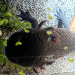 Spécimen femelle d'axolotl sauvage mélanique nommé Nova dans aquarium de présentation à l'élevage L'Axoloterie.