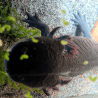 Spécimen femelle d'axolotl sauvage mélanique nommé Nova dans aquarium de présentation à l'élevage L'Axoloterie.