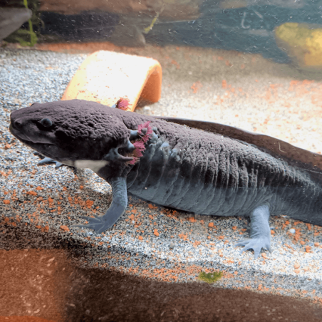Spécimen femelle d'axolotl sauvage mélanique nommé Nova dans aquarium de présentation à l'élevage L'Axoloterie.