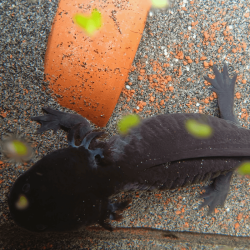 Spécimen femelle d'axolotl sauvage mélanique nommé Nova dans aquarium de présentation à l'élevage L'Axoloterie. Vu de dessus