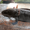 Spécimen femelle d'axolotl sauvage mélanique nommé Nova dans aquarium de présentation à l'élevage L'Axoloterie.