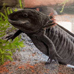 Spécimen femelle d'axolotl sauvage mélanique nommé Nova dans aquarium de présentation à l'élevage L'Axoloterie.