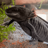 Spécimen femelle d'axolotl sauvage mélanique nommé Nova dans aquarium de présentation à l'élevage L'Axoloterie.