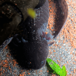 Spécimen femelle d'axolotl sauvage mélanique nommé Nova dans aquarium de présentation à l'élevage L'Axoloterie. Vu de dessus