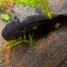 Spécimen femelle d'axolotl sauvage mélanique nommé Nova dans aquarium de présentation à l'élevage L'Axoloterie. Vu de dessus